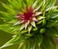 FlowerClusters:  | TEMPLATED