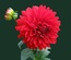 Flowerilla gallery webtemplate and mobile webtemplate for free