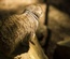 Mongoose:  | TEMPLATED