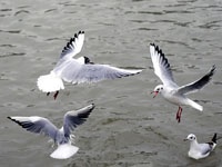 Birds a Animal Category Flat Bootstrap Responsive Web Template