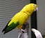 Bird Store Template