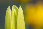 FlowerClusters:  | TEMPLATED