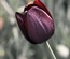 Flowerilla gallery webtemplate and mobile webtemplate for free